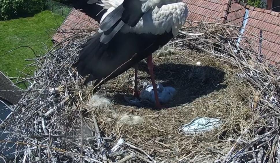 Măști de unică folosință anti-COVID, găsite în cuiburile de berze 706652