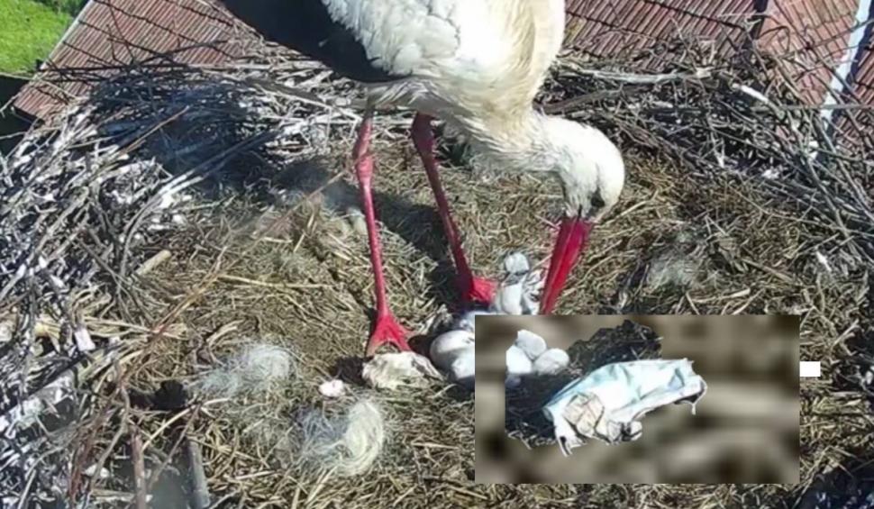 Măști de unică folosință anti-COVID, găsite în cuiburile de berze 706653