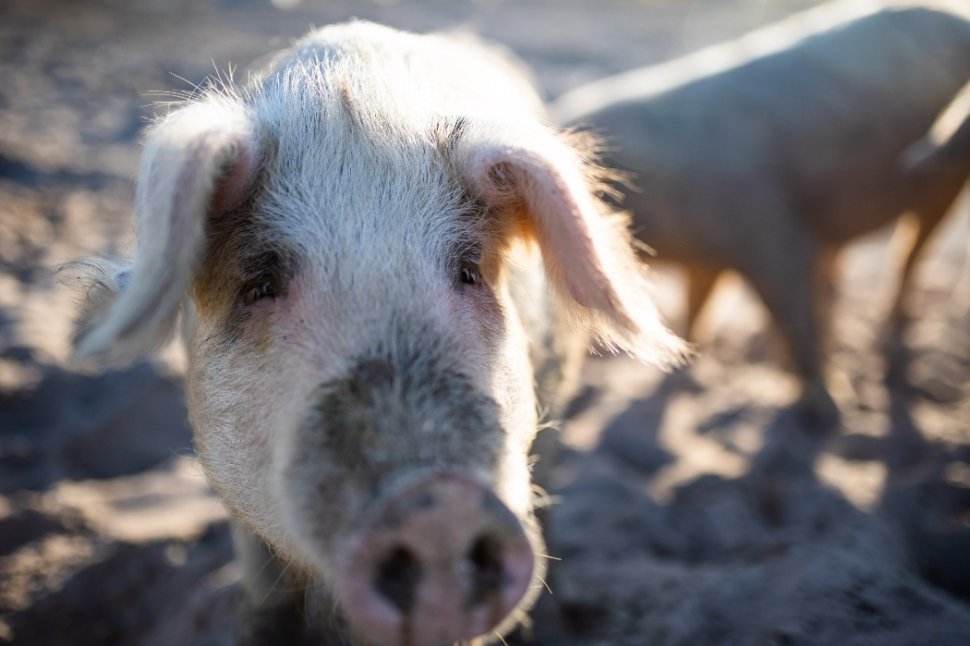Pesta porcină africană, confirmată într-o fermă din Bistrița-Năsăud
