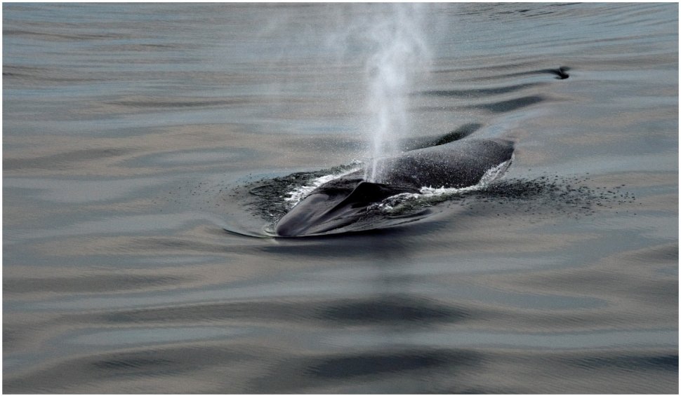 Un distrugător australian a sosit în San Diego cu două balene moarte prinse de carenă
