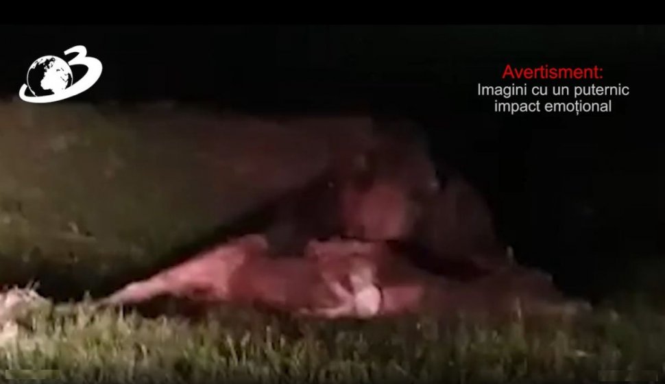 Ursul Flocea, atacuri repetate în Suceava. Imagini spectaculoase cu animalul care devorează un viţel