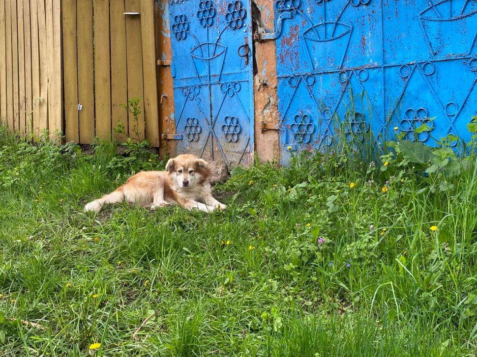 Imaginile cu un câine din Iaşi care își aşteaptă stăpânul mort să se întoarcă acasă au stârnit un val de emoție 706927