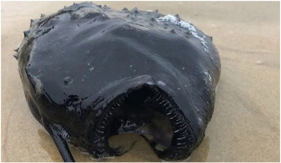 Un peşte monstru, care trăieşte în ape adânci ale oceanului, a fost găsit pe o plajă din California