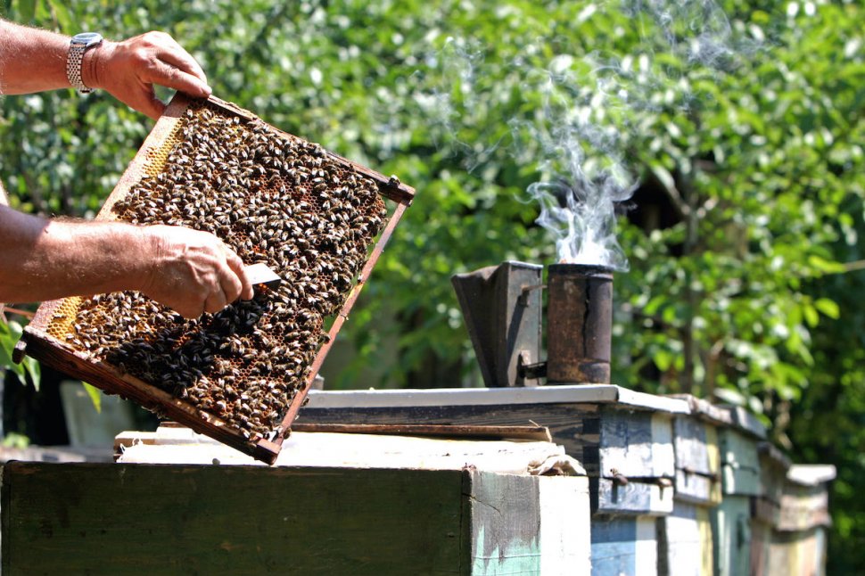 Bărbat mort după ce a fost înțepat de albine, în timp ce învăța apicultură