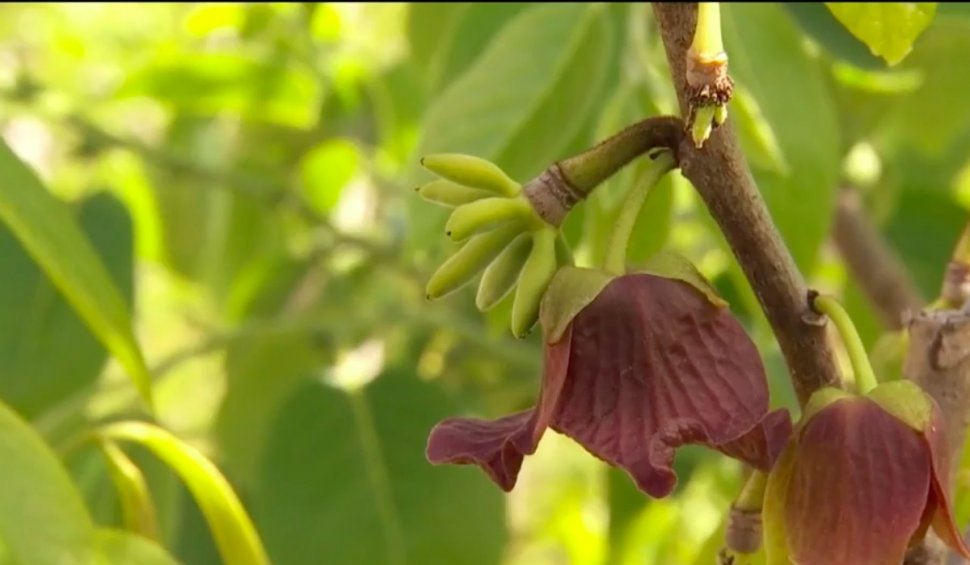 Românii au început să cultive fructe exotice: Kiwi, curmalele, kaki, bananele sau smochinele, cresc acum și în țara noastră