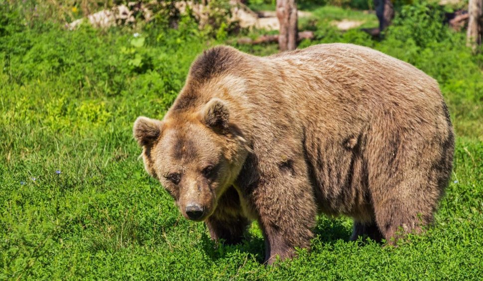Clipe de panică: urs, surprins plimbându-se în centrul unei staţiuni montane
