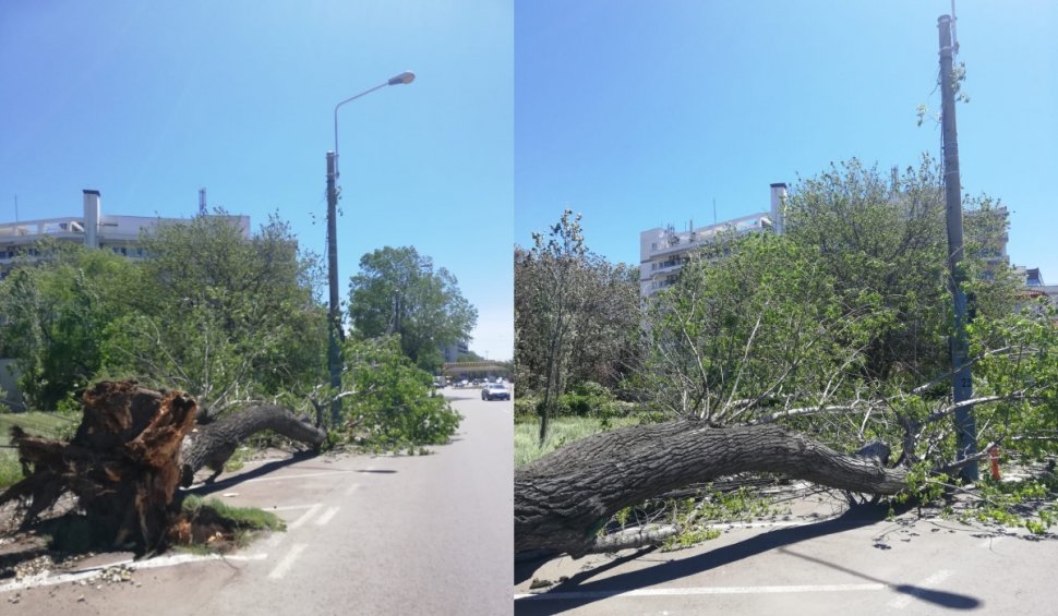 Imagini cu copaci smulși din rădăcină de rafalele de vânt, în Mamaia și Constanța: Cod galben de vânt în toată țara