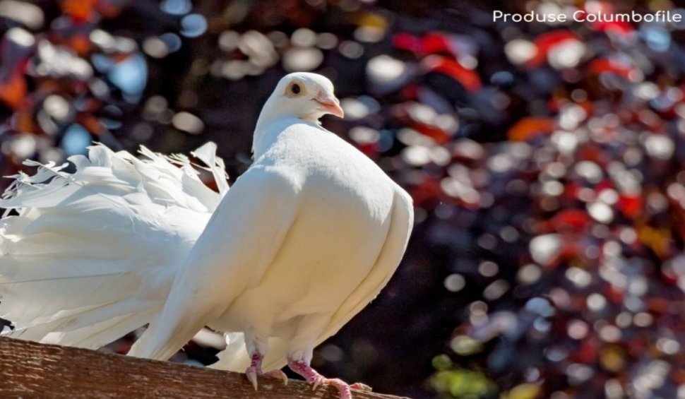 De ce este importantă vaccinarea porumbeilor voiajori 