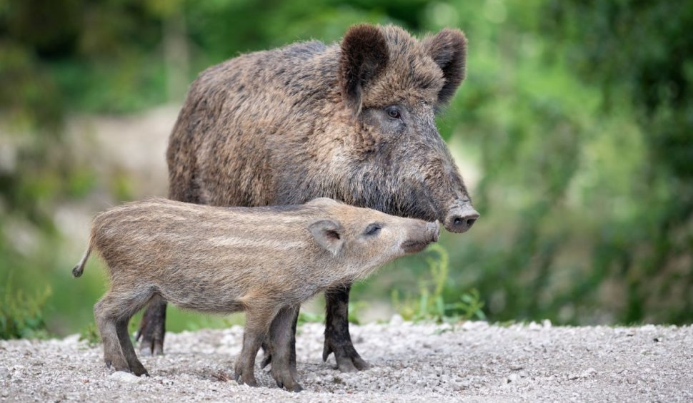 Pestă porcină africană la Grădina Zoologică din Craiova