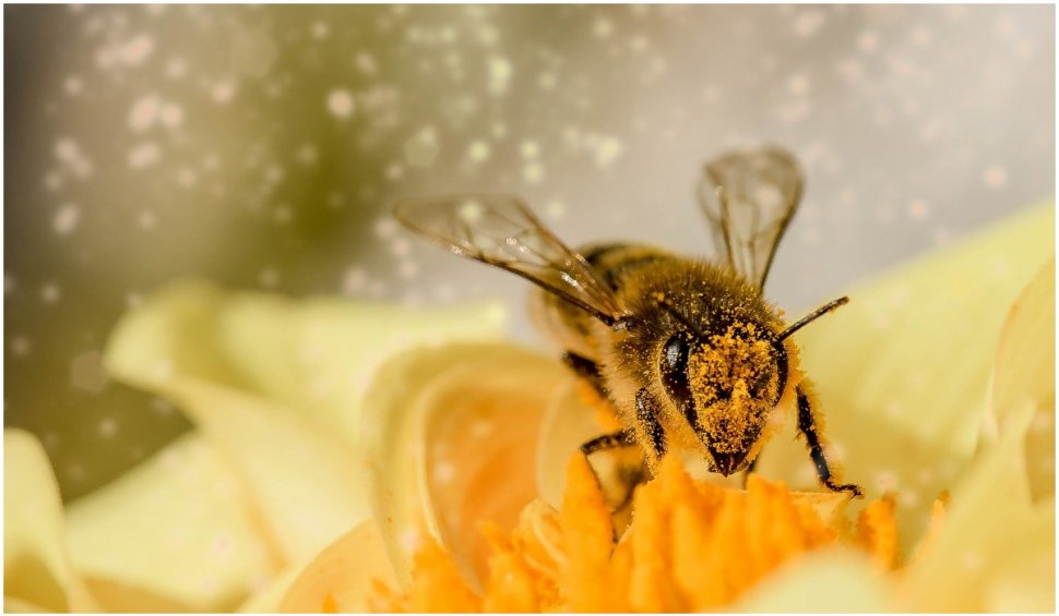 20 mai, Ziua Mondială a albinelor