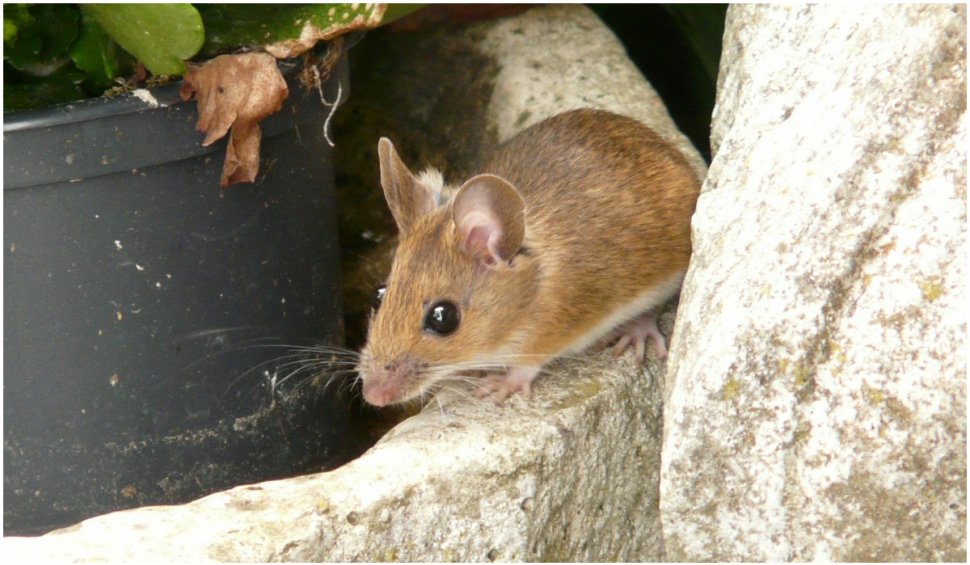 Australia, invadată de milioane de şoareci