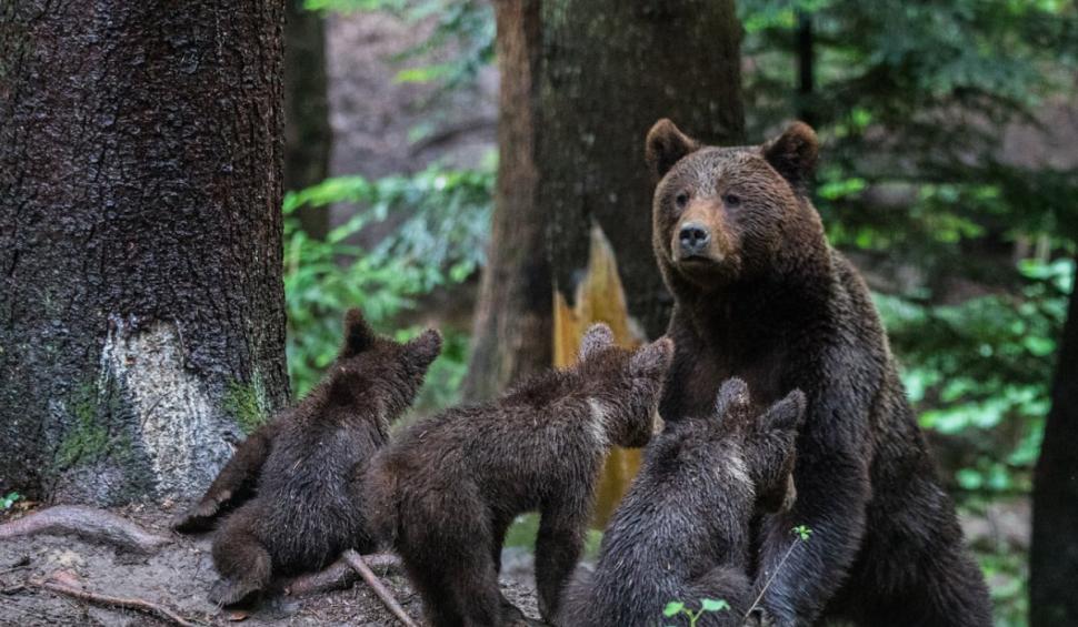 Avertizare RO-Alert în Harghita, după ce a fost semnalată prezenţa a șase urși în Băile Tușnad