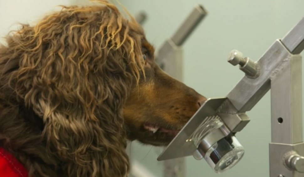 Câinii pot detecta persoanele infectate cu COVID după mirosul specific, cu o precizie de aproape 100%