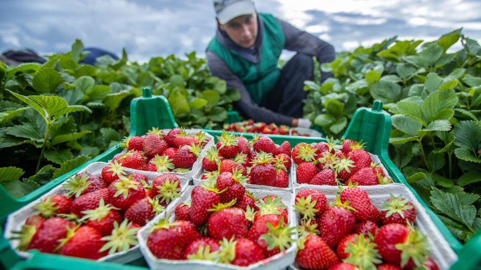 Pericolul din căpșunile de pe piață. 98% dintre ele au pesticide. Cum le consumăm sănătos
