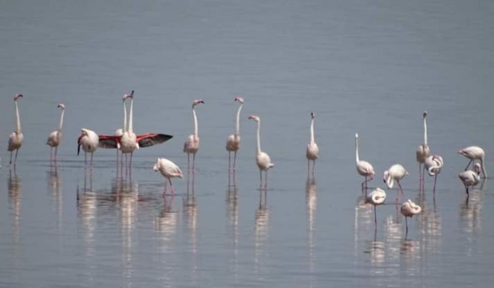 Imagini inedite cu un grup de păsări flamingo, care fac popas pe lacul Nuntași, în drumul lor spre Delta Dunării 708517
