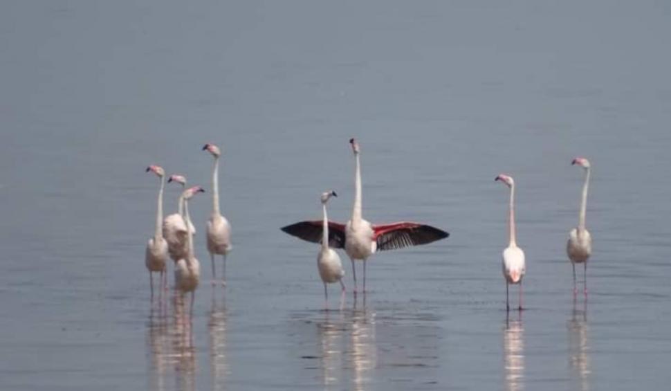 Imagini inedite cu un grup de păsări flamingo, care fac popas pe lacul Nuntași, în drumul lor spre Delta Dunării 708518