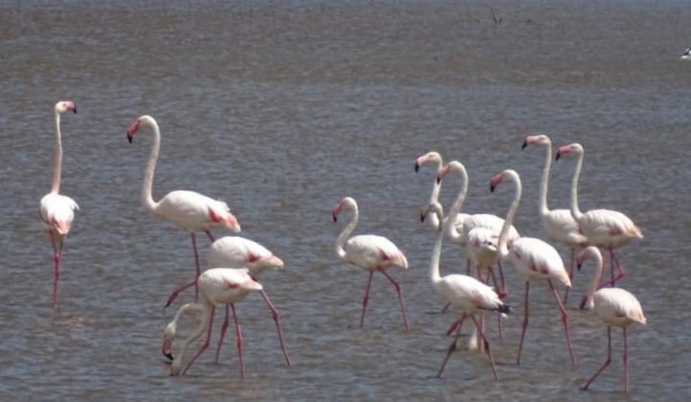 Imagini inedite cu un grup de păsări flamingo, care fac popas pe lacul Nuntași, în drumul lor spre Delta Dunării