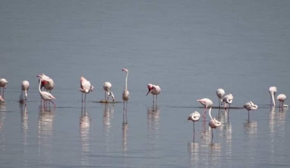 Imagini inedite cu un grup de păsări flamingo, care fac popas pe lacul Nuntași, în drumul lor spre Delta Dunării 708520
