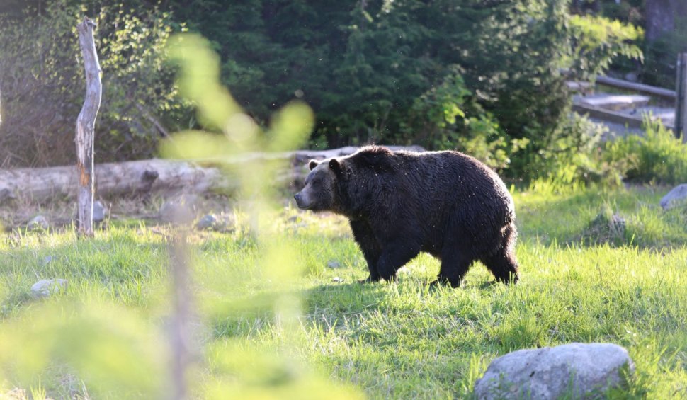 Patru urși și-au făcut culcuș în mijlocul unei localități din Vrancea: ”Au ajuns să intre chiar și în bucătăria unui localnic”