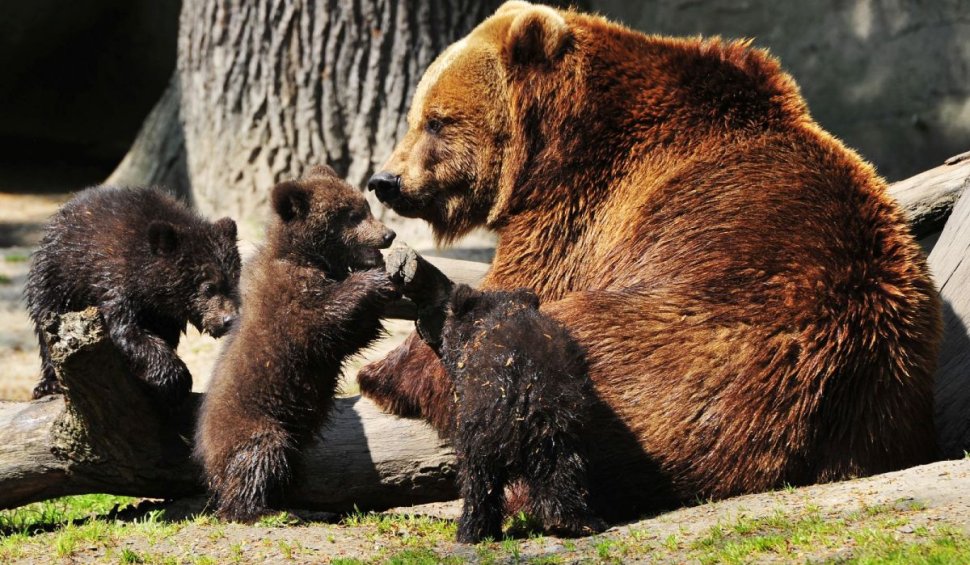 Cinci urși în căutare de hrană au coborât din pădure în zonele locuite din Harghita, într-o singură zi