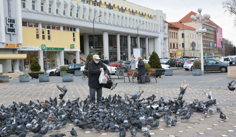 Hrănirea porumbeilor pe stradă este amendată în Timișoara. ”Riscăm să devină violenți”