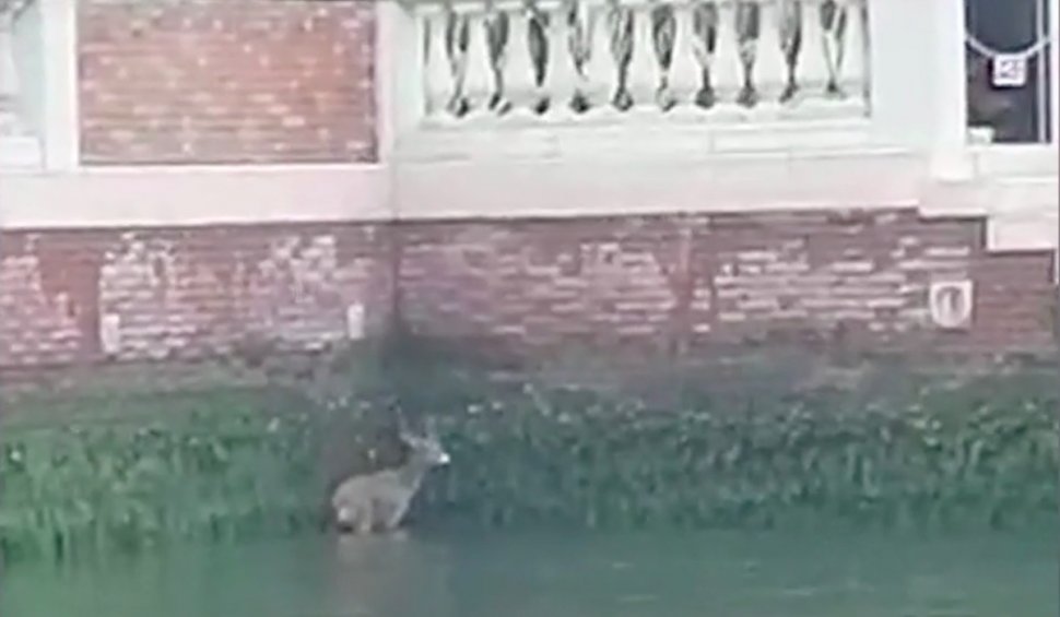 Salvarea de la înec a unui căprior extenuat, care plutea de ore întregi pe cananele Veneției, filmată de un martor