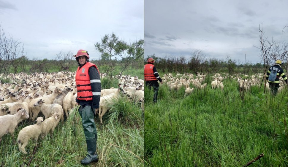 Un cioban și 800 de oi au avut nevoie de pompieri și ambulanța SMURD, după ce au fost înconjurați de ape