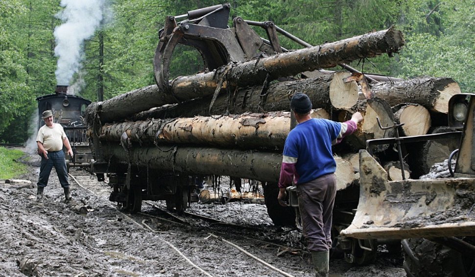Se scumpește lemnul de foc: Preţul lemnului de lucru s-a dublat într-o singură lună