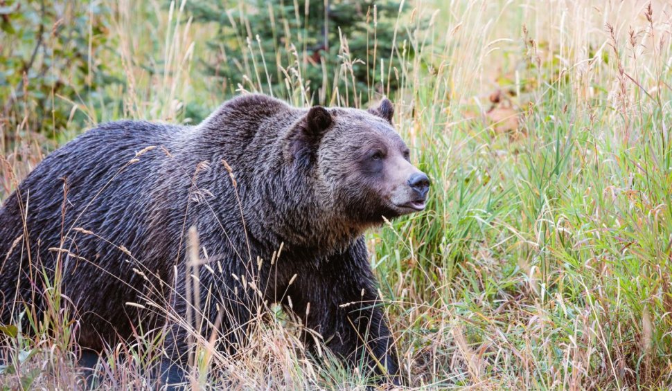 Urșii, situație alarmantă în România: Peste 280 de atacuri și 5.000 de dosare de pagubă, în ultimii ani