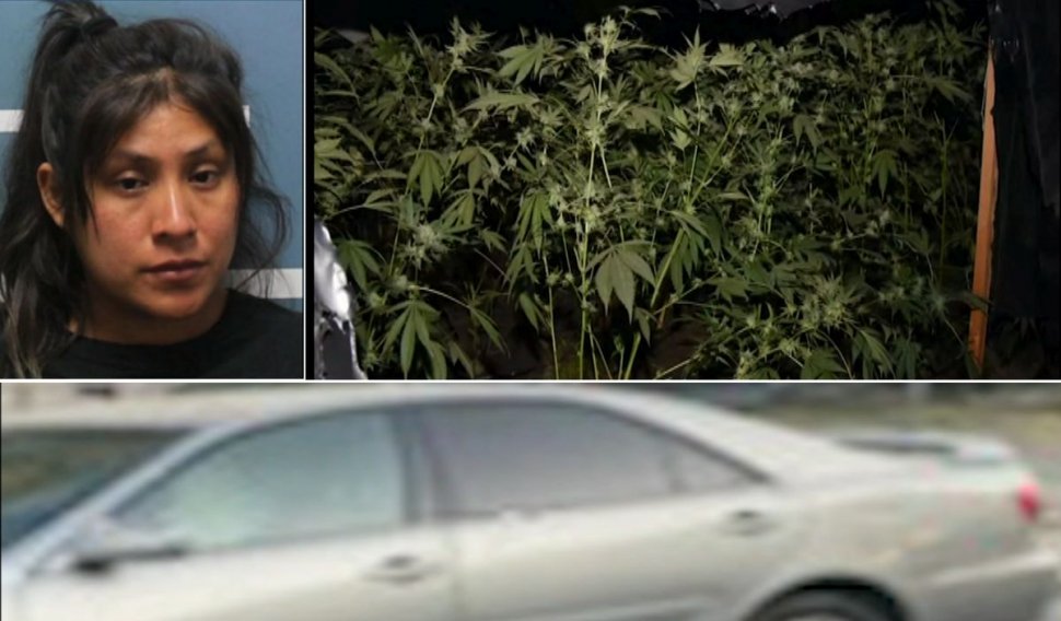 Un copil de trei ani a murit într-o mașină încinsă la peste 100 de grade, în California, în timp ce mama cultiva marijuana