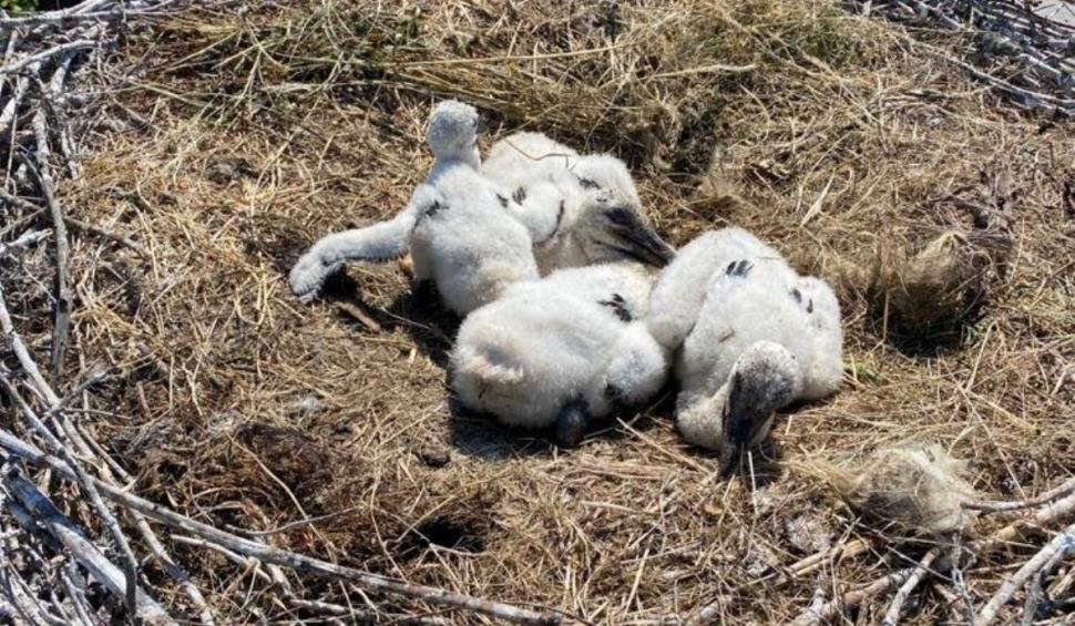 Trei pui de barză căzuţi din cuib au fost salvaţi de pompieri, în Chereluş: "O misiune altfel, pentru că fiecare viață contează!" 710091