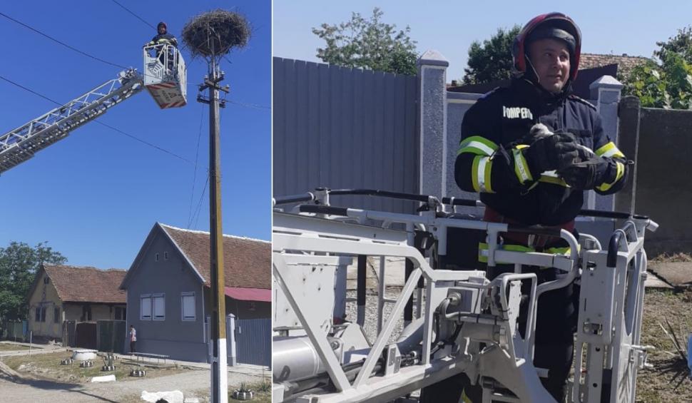 Trei pui de barză căzuţi din cuib au fost salvaţi de pompieri, în Chereluş: "O misiune altfel, pentru că fiecare viață contează!" 710092