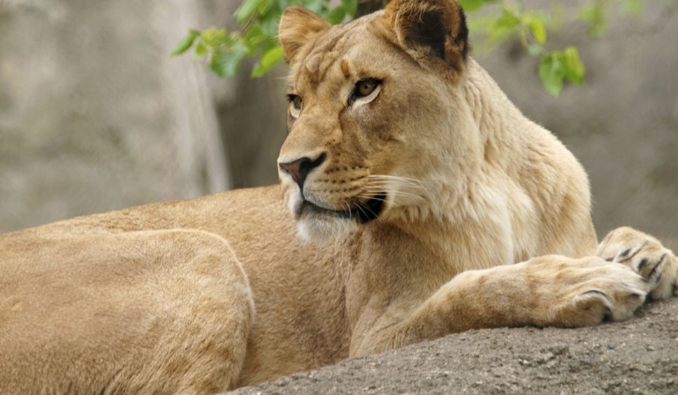 O leoaică a murit de COVID-19 într-un parc zoologic din India. Alți opt lei sunt infectați