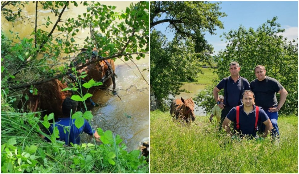 Pompierii militari au salvat un cal, după ce a căzut în râul Mureș