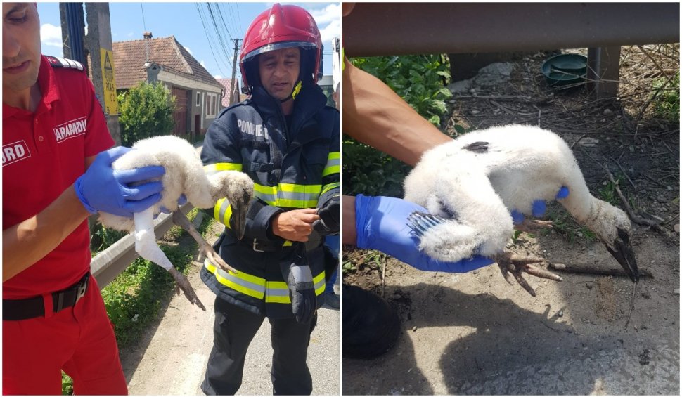 Un pui de barză a fost salvat de pompierii brașoveni după ce a căzut din cuib