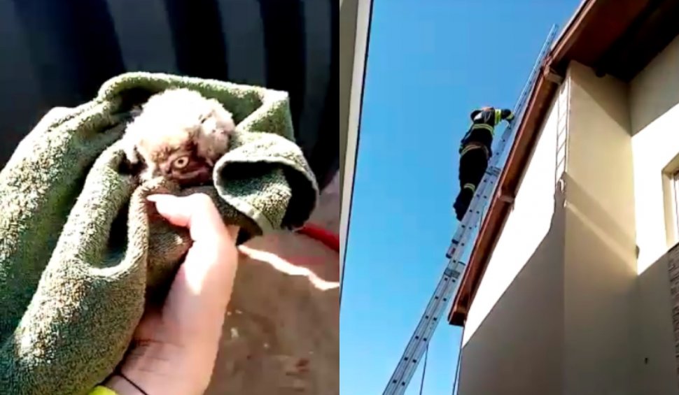 Imagini inedite cu un pui de bufniță, salvat de pompierii din Timiș