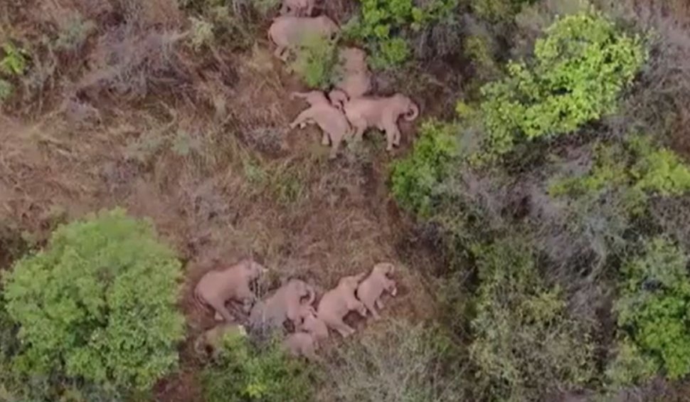 Turma de elefanți care a călătorit peste 500 de kilometri în China s-a odihnit pentru prima dată în 12 zile. Somnul elefanților a fost surprins de o dronă 
