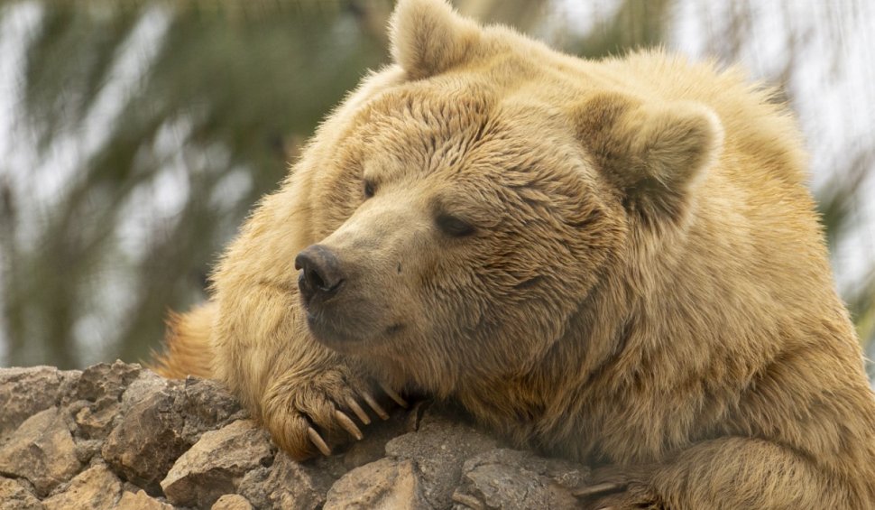Prima apariție a unei ursoaice în Galați:  "Eu nu ştiu în secolul nostru să fi fost urşi în libertate în județ"