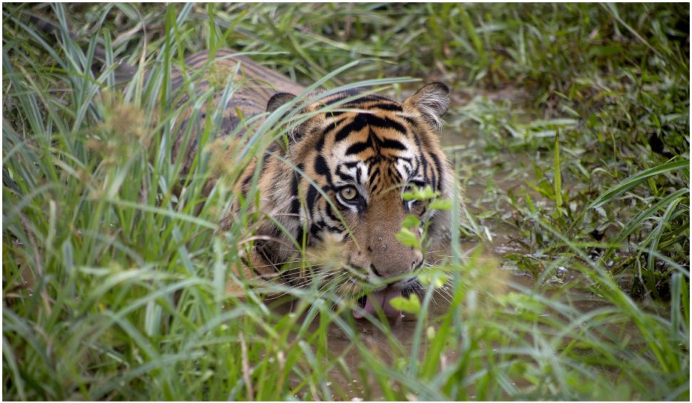 India închide rezervațiile de tigri pentru turiști după apariția unui focar de COVID-19 la zoo