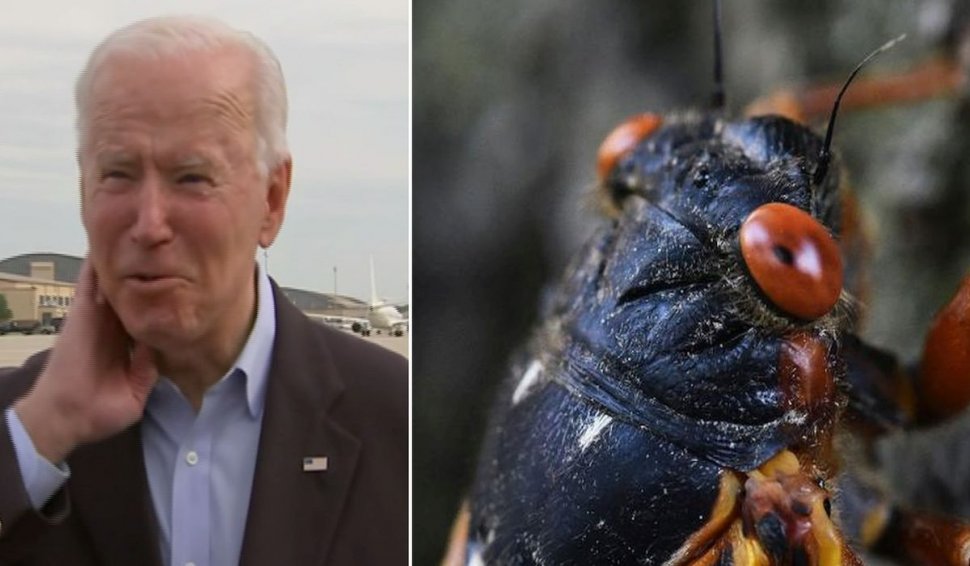 Președinte SUA, Joe Biden, asaltat de o cicadă. Insectele au provocat întârzierea avionului cu ziariști