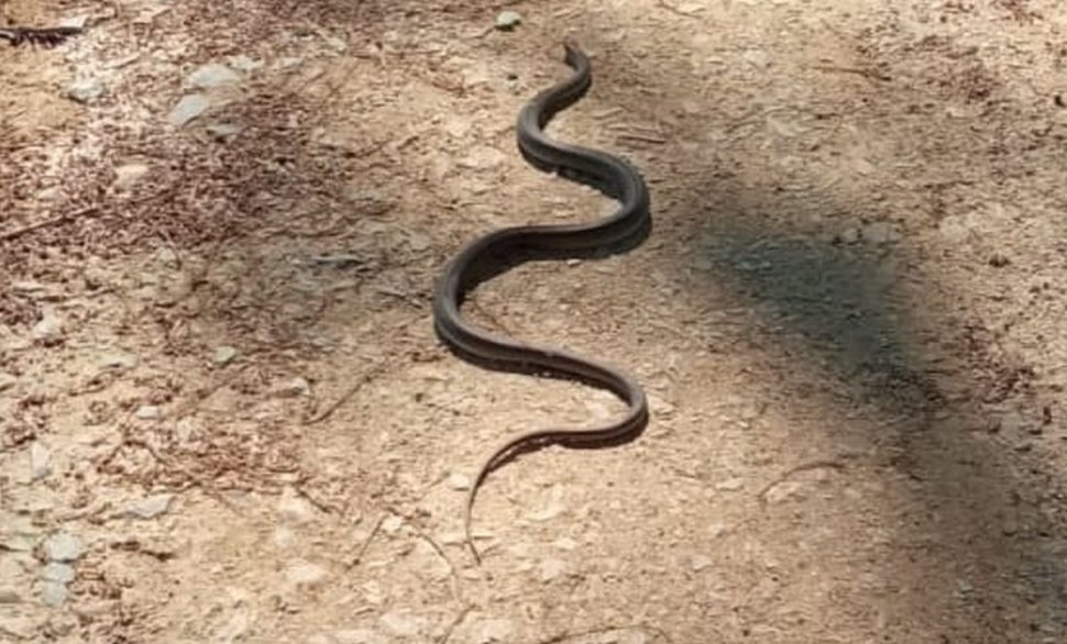 Un șarpe de 150 de centimetri a fost descoperit într-o curte din Craiova