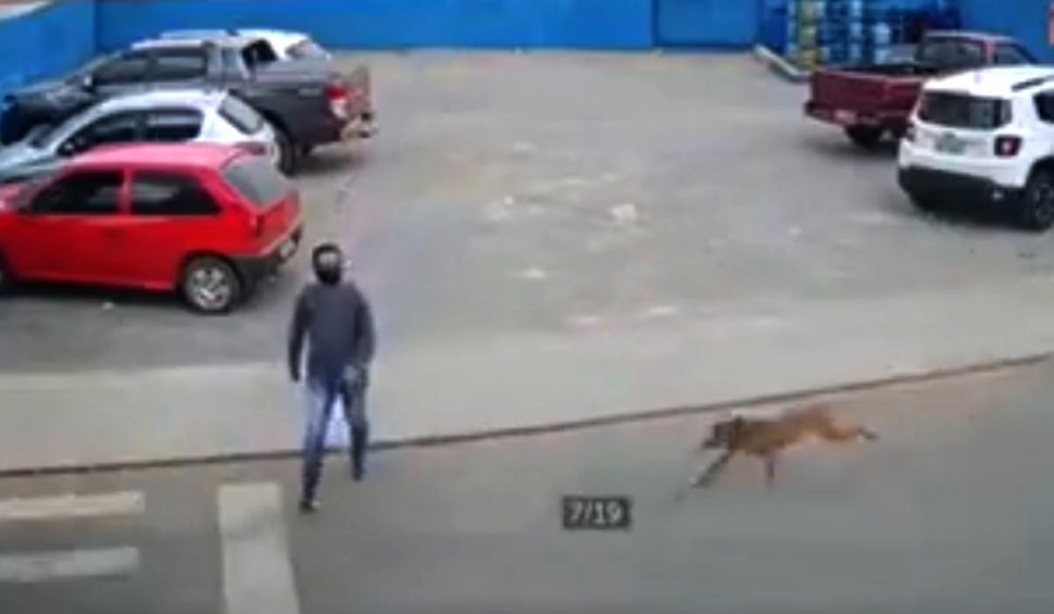 Tânăr lovit pe trecerea de pietoni de un câine care alerga după o maşină pe stradă