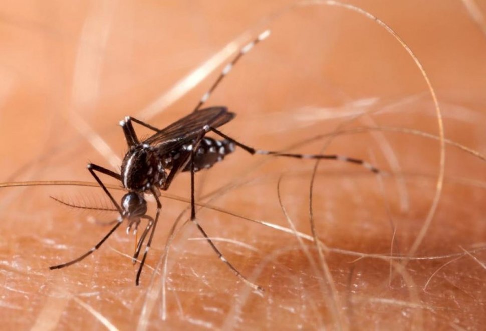 O bacterie "miraculosă", care poate fi introdusă în țânțari, a fost descoperită de cercetători. Cazurile de "febră a oaselor rupte" au fost reduse semnificativ