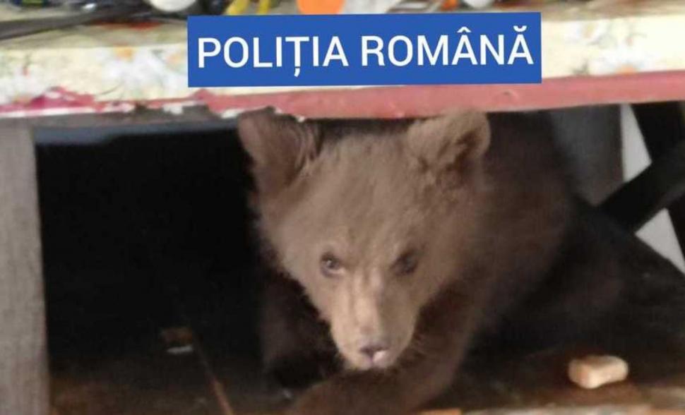 Ursoaică de patru luni găsită în curtea unui Maramureșean, împreună cu alte 40 de kg de carne de urs 710918