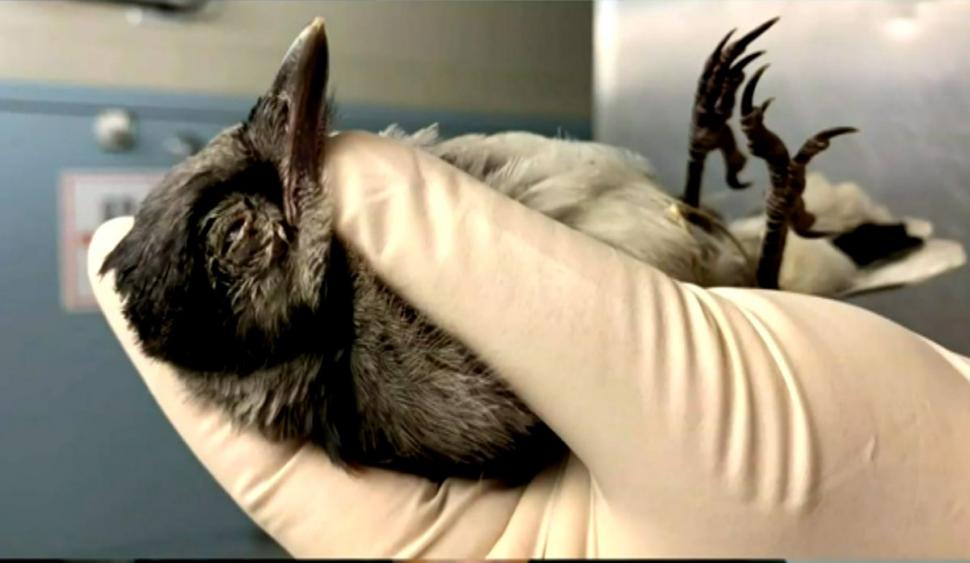 Păsări moarte, bolnave și oarbe cad din cer în mai multe state americane. Autoritățile nu au încă nicio explicație 711108