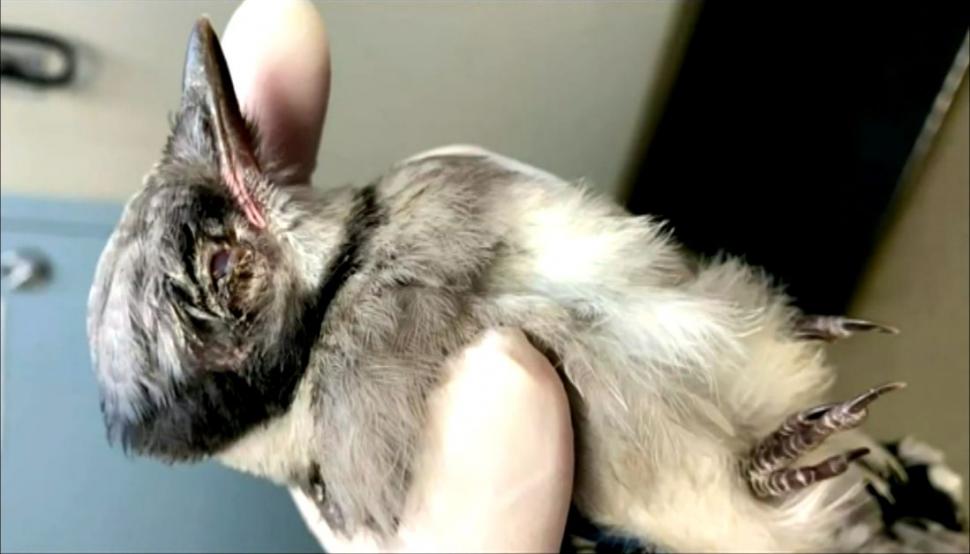 Păsări moarte, bolnave și oarbe cad din cer în mai multe state americane. Autoritățile nu au încă nicio explicație 711109