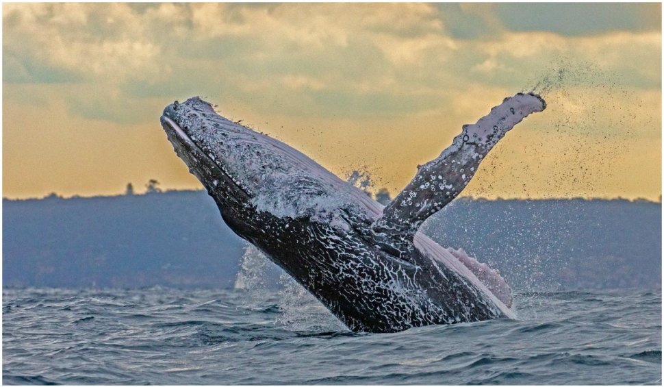 Un scafandru s-a salvat miraculos după ce a fost înghițit de o balenă: „Dintr-o dată am simțit această lovitură puternică și totul s-a întunecat"