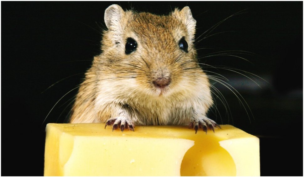 Speranță de viață prelungită cu 23% pentru șoarecii modificați genetic. Tratamentul ar putea fi folosit în viitor și la oameni