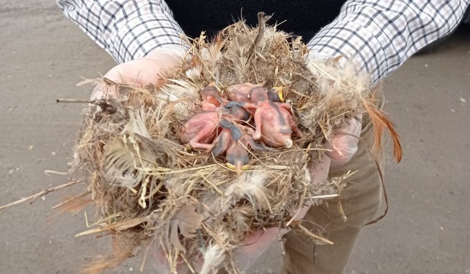 Șase pui de vrabie împreună cu mama lor, care se aflau în stare de hipotermie, au fost salvați de polițiștii din Covasna