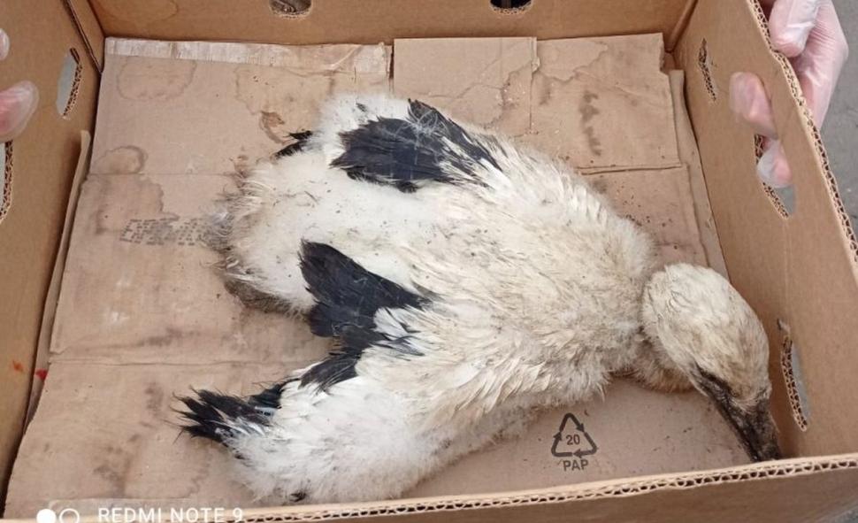 Șase pui de vrabie împreună cu mama lor, care se aflau în stare de hipotermie, au fost salvați de polițiștii din Covasna 711908